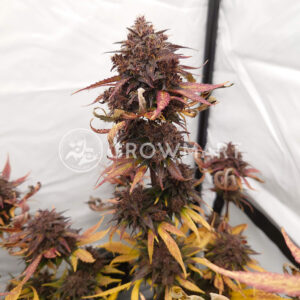 Black_Cream_Auto_Autoflowering_semínka_konopí