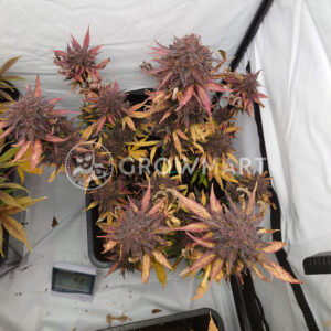 Black_Cream_Auto_Autoflowering_semínka_konopí