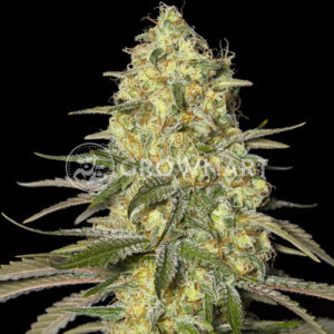 Black_Dream_Feminizované_semínka_konopí