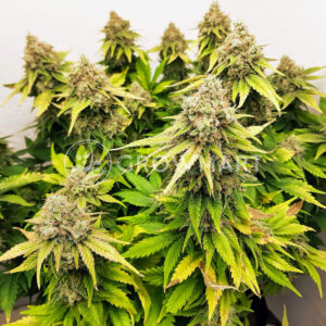 Black_Jack_Feminizovaná_semínka_konopí