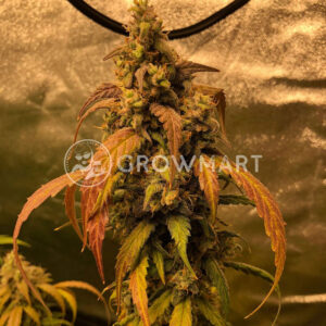 Black_Jack_Auto_Autoflowering_semínka_konopí