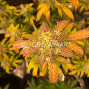 Black_Jack_Auto_Autoflowering_semínka_konopí