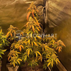 Black_Jack_Auto_Autoflowering_semínka_konopí