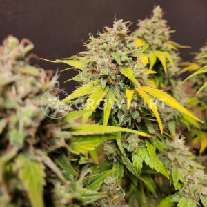 Black_Jack_CBD_Feminizovaná_semínka_konopí