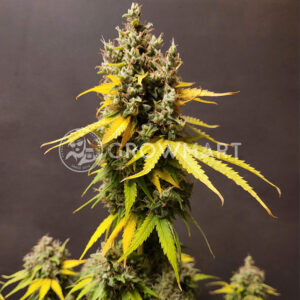 Black_Jack_CBD_Feminizovaná_semínka_konopí