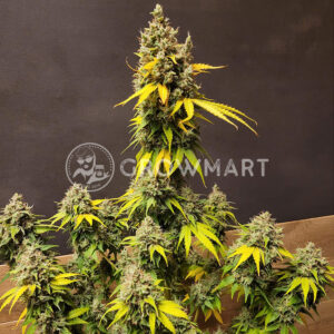 Black_Jack_CBD_Feminizovaná_semínka_konopí