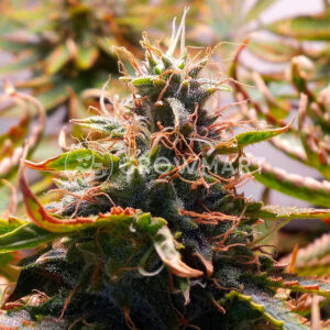 Black_Jack_Fast_Version_Feminizovaná_semínka_konopí