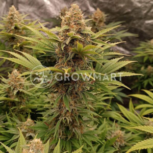 Black_Muffin_F1_Fast_Version_1_seminka_konopi