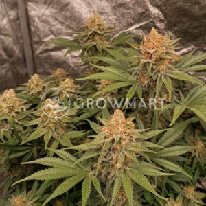 Black_Muffin_F1_Fast_Version_1_seminka_konopi