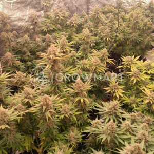 Black_Muffin_F1_Fast_Version_1_seminka_konopi