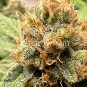 Black_Muffin_F1_Fast_Version_1_seminka_konopi