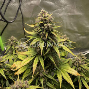 Blackberry_Auto_Autoflowering_semínka_konopí