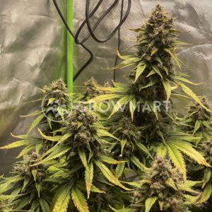 Blackberry_Auto_Autoflowering_semínka_konopí
