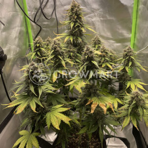 Blackberry_Auto_Autoflowering_semínka_konopí