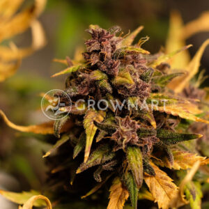 Bloody_Skunk_Auto_Autoflowering_semínka_konopí