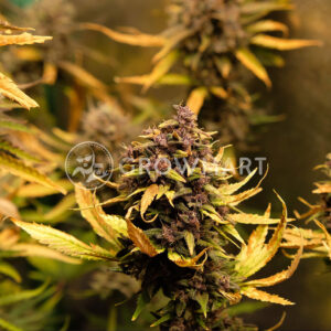 Bloody_Skunk_Auto_Autoflowering_semínka_konopí