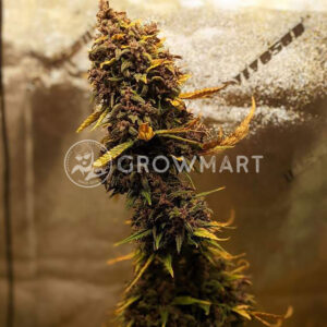 Bloody_Skunk_Auto_Autoflowering_semínka_konopí