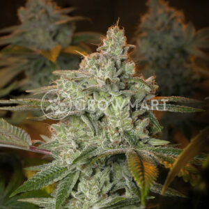 BlueBerry_Glue_Feminizované_semínka_konopí