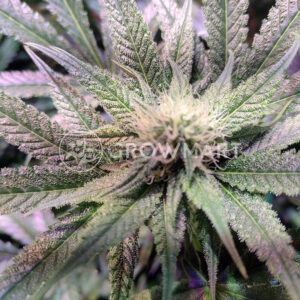 Blue_Cheese_Feminizovaná_semínka_konopí