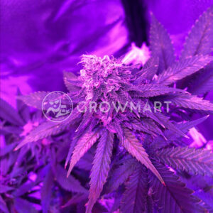 Blue_Cheese_Auto_Autoflowering_semínka_konopí