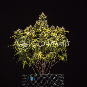 Blue_Cheese_Automatic_Autoflowering_semínka_konopí