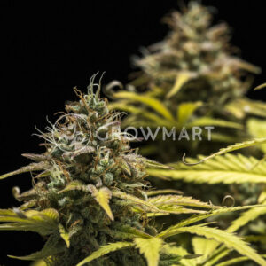 Blue_Cheese_Automatic_Autoflowering_semínka_konopí
