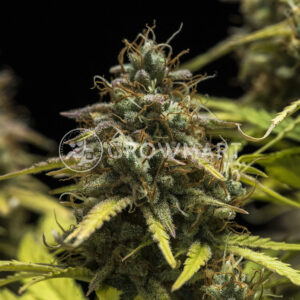 Blue_Cheese_Automatic_Autoflowering_semínka_konopí