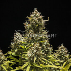 Blue_Cheese_Automatic_Autoflowering_semínka_konopí