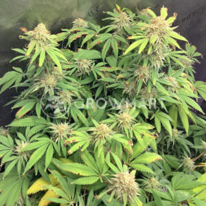 Blue_Cheese_Fem_Feminizované_semínka_konopí