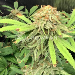 Blue_Cheese_Fem_Feminizované_semínka_konopí
