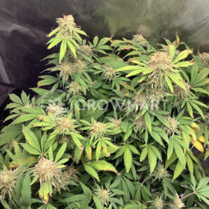 Blue_Cheese_Fem_Feminizované_semínka_konopí