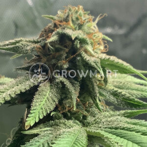 Blue_Cheese_Fem_Feminizované_semínka_konopí