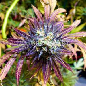 Blue_Dream_seminka_konopi