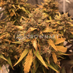 Blue_Dream_Auto_Autoflowering_semínka_konopí