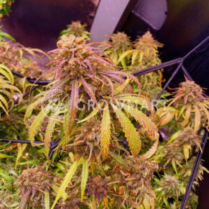Seedsman Seeds - Blue Dream FAST | Feminized cannabis seeds - Image 2