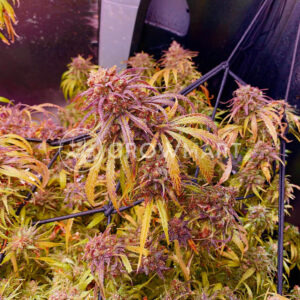 Seedsman Seeds - Blue Dream FAST | Feminized cannabis seeds - Image 4