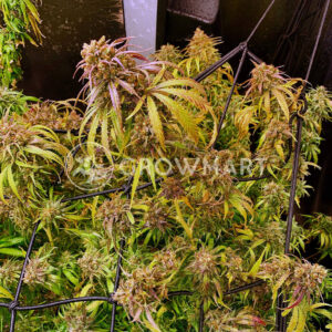 Seedsman Seeds - Blue Dream FAST | Feminized cannabis seeds - Image 3