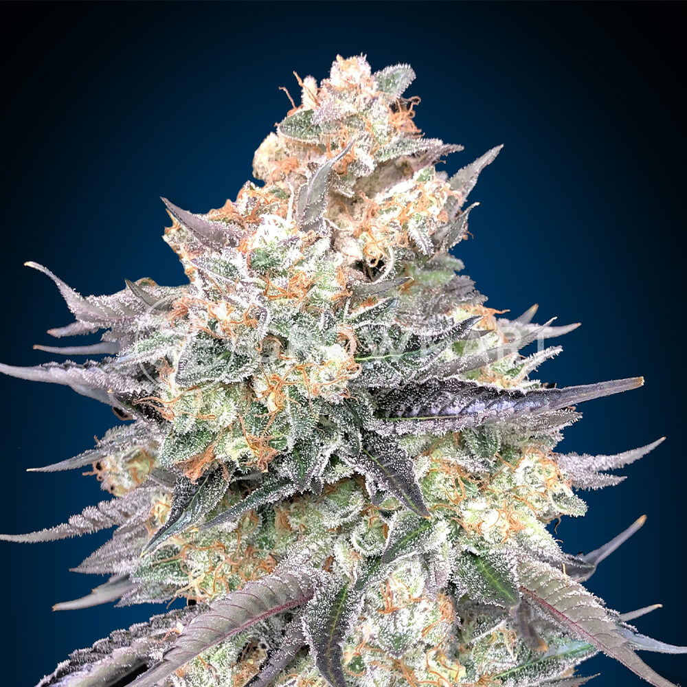 Blue_Dream_Seminka_Konopi_1