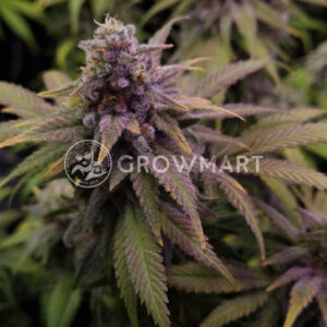Blue_Forest_Berry_Auto_seminka_konopi