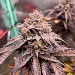 Blue_Monkey_2 feminizované semena konopí