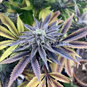 Blue_Monkey_2 feminizované semena konopí
