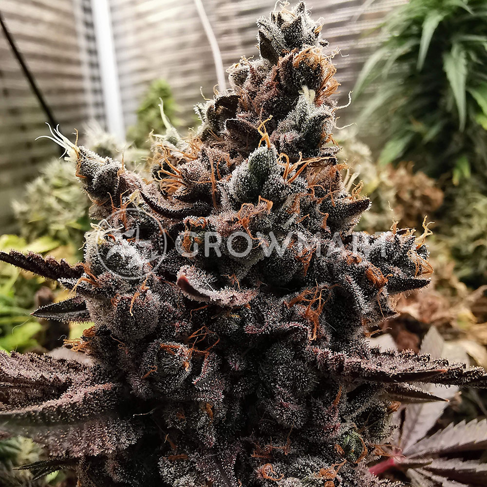 Blueberry_Feminizovaná_semínka_konopí