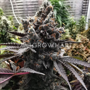 Blueberry_Feminizovaná_semínka_konopí