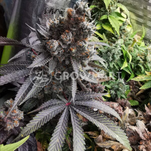 Blueberry_Feminizovaná_semínka_konopí
