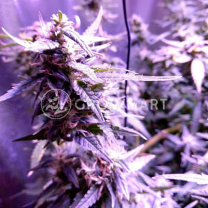 Blueberry_Bliss_Auto_Autoflowering_semínka_konopí