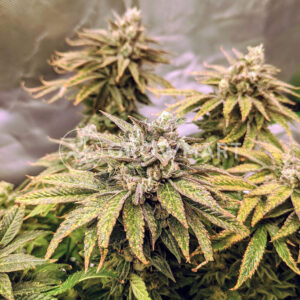 Blueberry_Headband_seminka_konopi