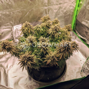 Blueberry_Headband_seminka_konopi