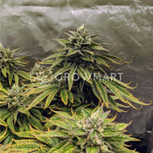 Blueberry_Headband_seminka_konopi