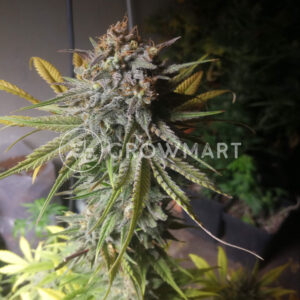 Boy_Scout_Cookies_Feminizovaná_semínka_konopí
