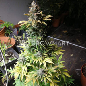 Boy_Scout_Cookies_Feminizovaná_semínka_konopí